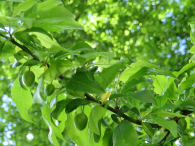 Voćnjak -kraj aprila