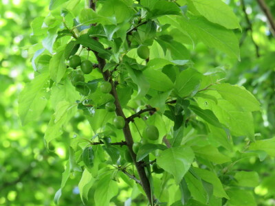 Voćnjak -kraj aprila