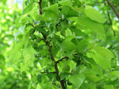 Voćnjak -kraj aprila