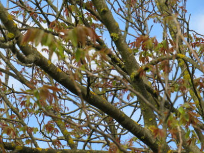 Voćnjak -kraj aprila