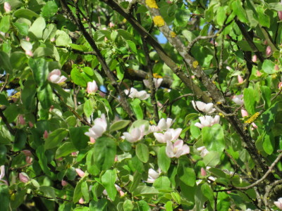 Voćnjak -kraj aprila