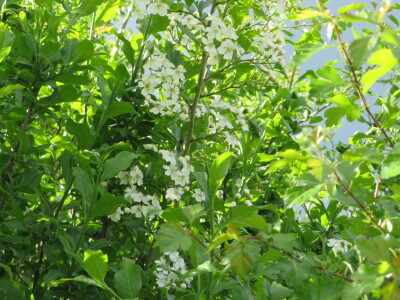 Voćnjak -kraj aprila