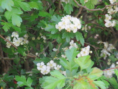 Voćnjak -kraj aprila