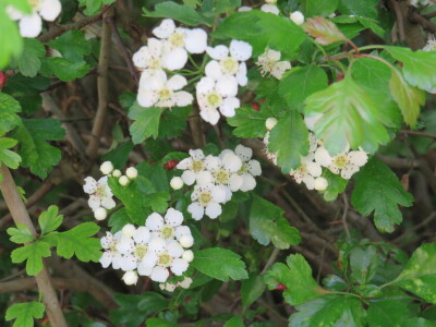 Voćnjak -kraj aprila