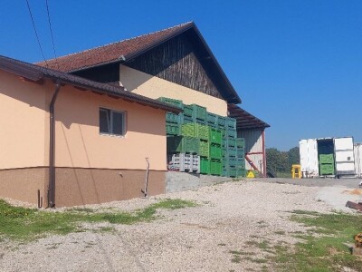 Voćnjak krušaka Dejana Popovića