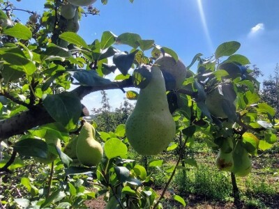 Voćnjak krušaka Dejana Popovića