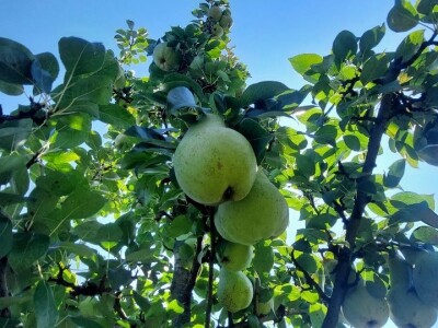 Voćnjak krušaka Dejana Popovića