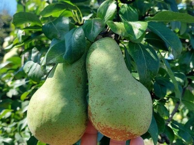 Voćnjak krušaka Dejana Popovića