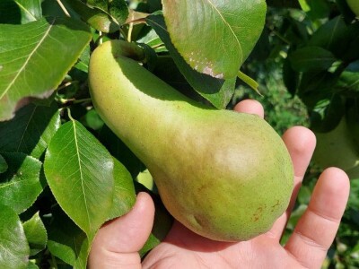 Voćnjak krušaka Dejana Popovića