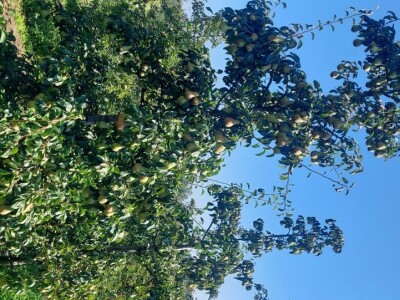 Voćnjak krušaka Dejana Popovića