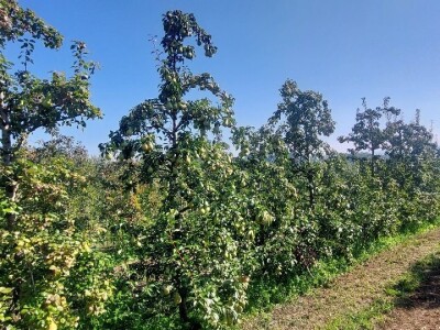 Voćnjak krušaka Dejana Popovića