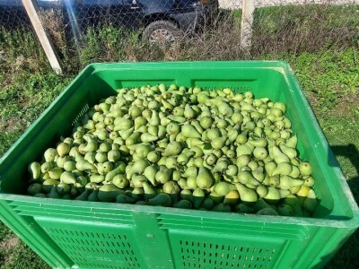 Voćnjak krušaka Dejana Popovića