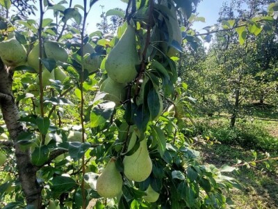 Voćnjak krušaka Dejana Popovića