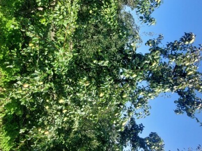 Voćnjak krušaka Dejana Popovića