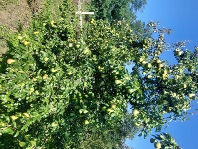 Voćnjak krušaka Dejana Popovića