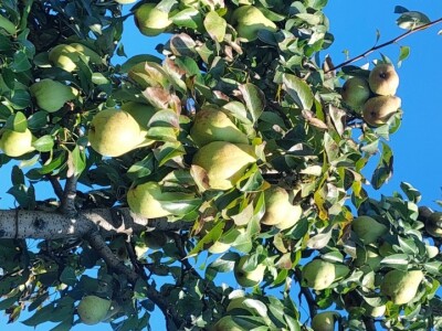 Voćnjak krušaka Dejana Popovića