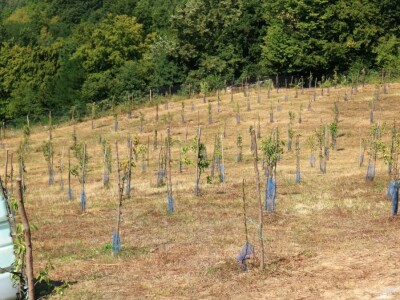 Voćnjak, kruške viljamovke - Srebrenica