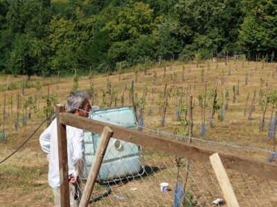Voćnjak, kruške viljamovke - Srebrenica