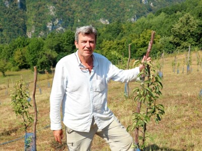 Voćnjak, kruške viljamovke - Srebrenica