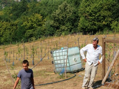 Voćnjak, kruške viljamovke - Srebrenica