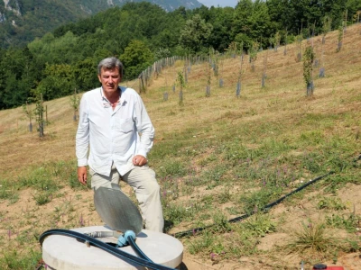 Voćnjak, kruške viljamovke - Srebrenica