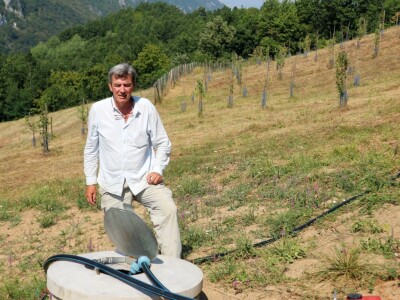 Voćnjak, kruške viljamovke - Srebrenica