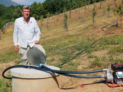 Voćnjak, kruške viljamovke - Srebrenica