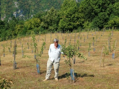 Voćnjak, kruške viljamovke - Srebrenica