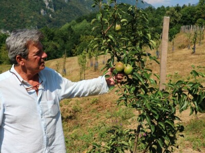 Voćnjak, kruške viljamovke - Srebrenica