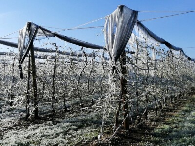 Voćnjak Marka Kudeca u ledu Voćnjak Marka Kudeca u ledu