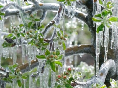 voćnjak marka kudeca u ledu voćnjak marka kudeca u ledu