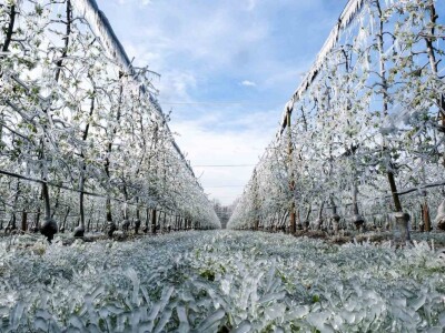 voćnjak marka kudeca u ledu voćnjak marka kudeca u ledu