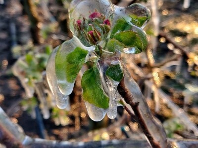 voćnjak marka kudeca u ledu voćnjak marka kudeca u ledu