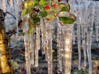 voćnjak marka kudeca u ledu voćnjak marka kudeca u ledu