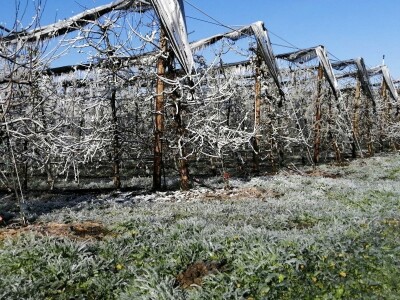 Voćnjak Marka Kudeca u ledu Voćnjak Marka Kudeca u ledu