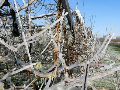 Voćnjak Marka Kudeca u ledu Voćnjak Marka Kudeca u ledu