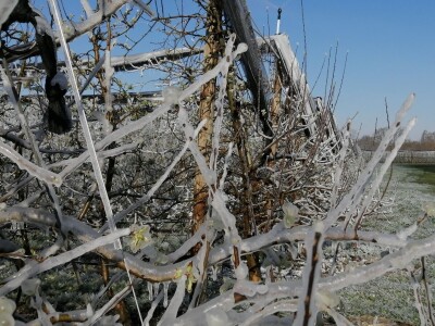 voćnjak marka kudeca u ledu voćnjak marka kudeca u ledu