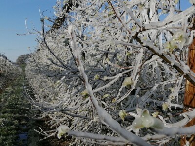 voćnjak marka kudeca u ledu voćnjak marka kudeca u ledu