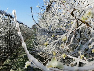 Voćnjak Marka Kudeca u ledu Voćnjak Marka Kudeca u ledu