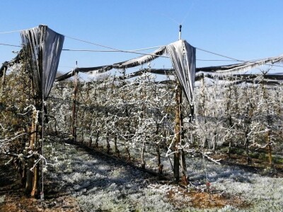 Voćnjak Marka Kudeca u ledu Voćnjak Marka Kudeca u ledu