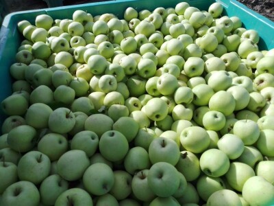 Voćnjak Matka Zelića