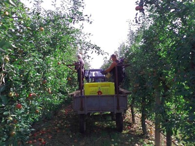 Voćnjak Matka Zelića