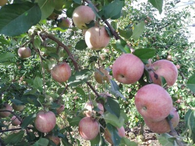 Voćnjak Matka Zelića