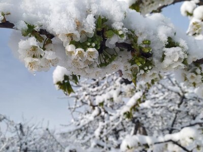 Voćnjak Milošević Voćnjak Milošević