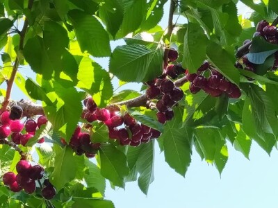 Voćnjak Milošević Voćnjak Milošević