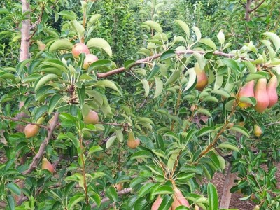 Voćnjak Milošević Voćnjak Milošević