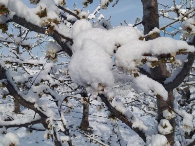 Voćnjak Milošević Voćnjak Milošević