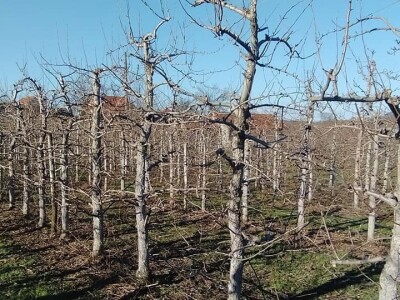 Voćnjak Milošević Voćnjak Milošević