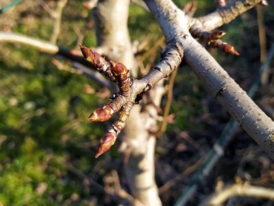 Voćnjak Milošević Voćnjak Milošević