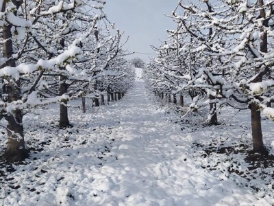 Voćnjak Milošević Voćnjak Milošević